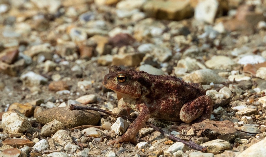 Toad on a road